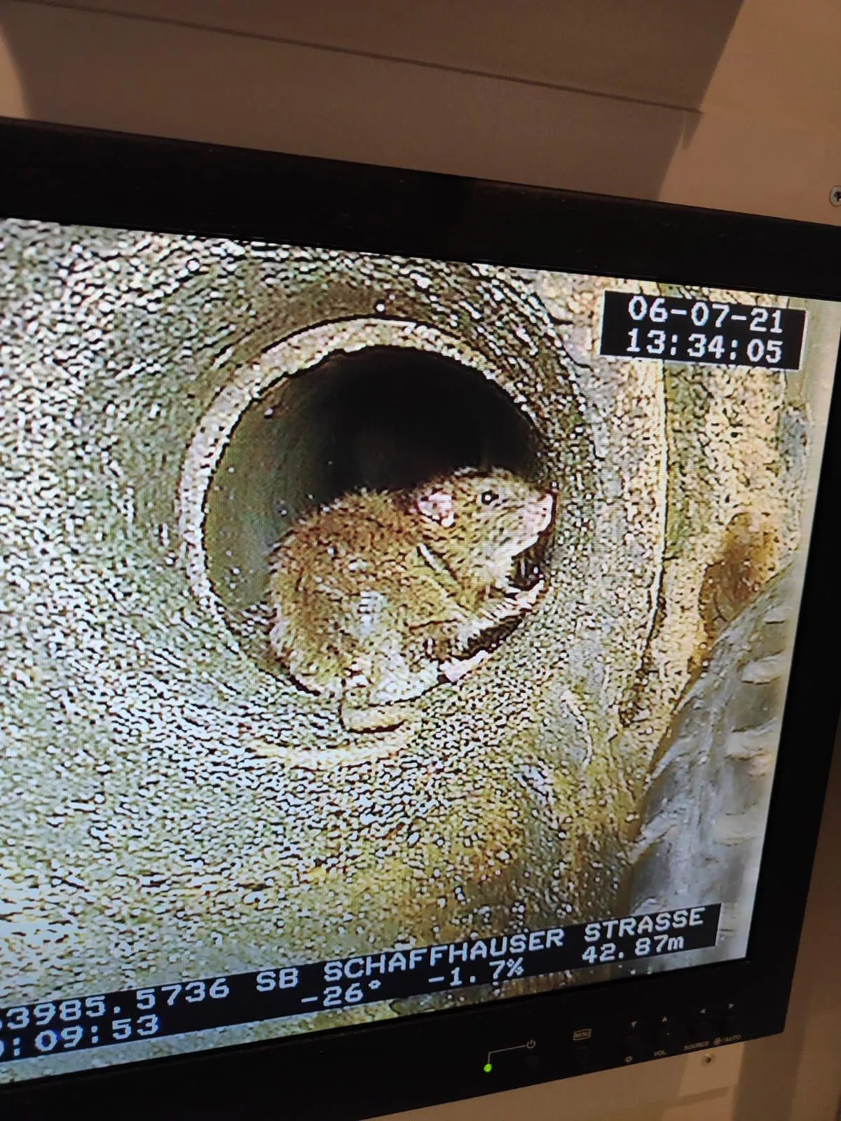 Ratte im Kanal